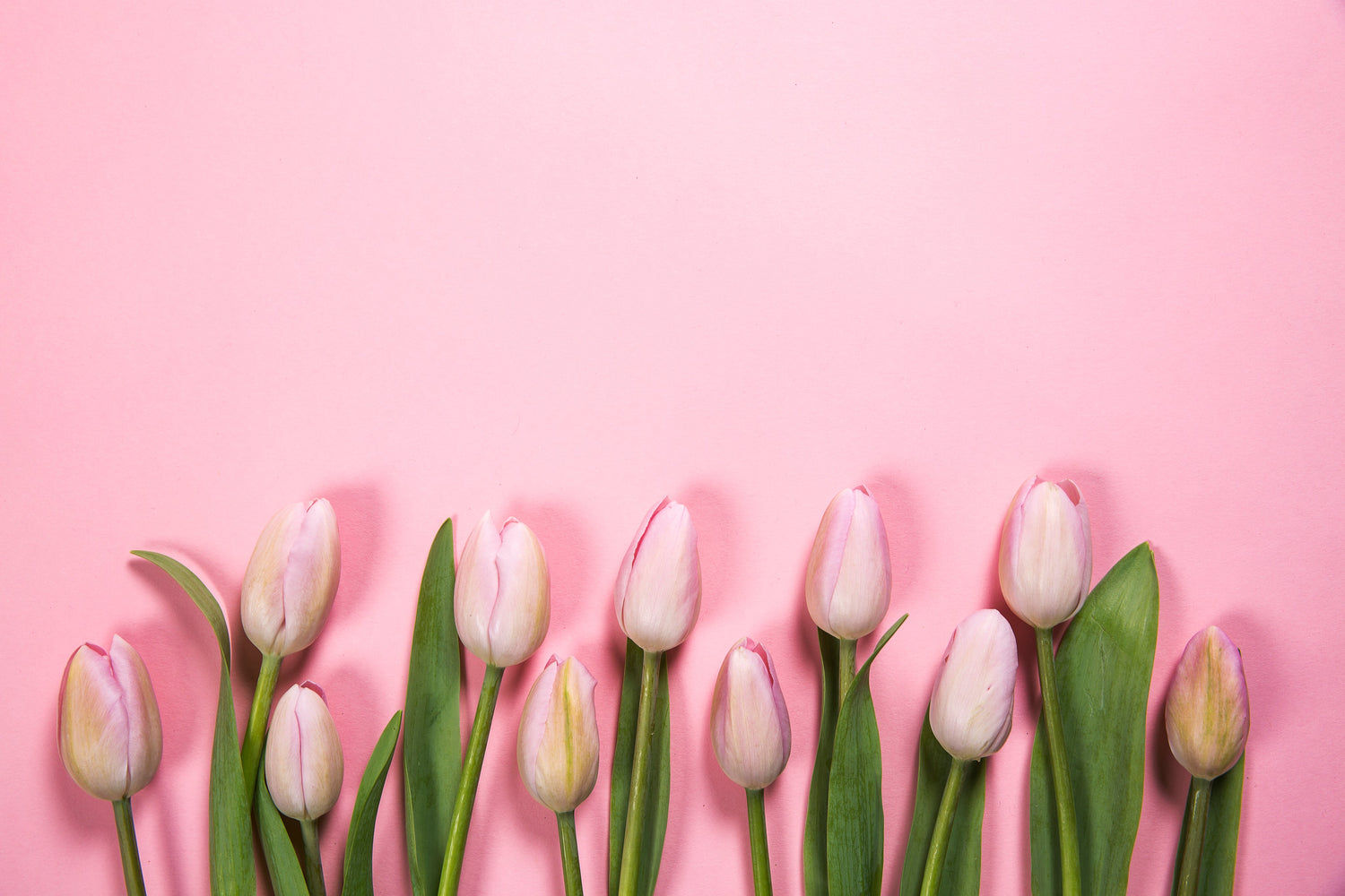 LENTE SALE